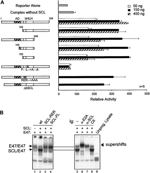 Fig. 5. Dispensability of SCL transactivation and DNA binding domains forc-kit promoter activation. / (A) Mapping of SCL domains required for its function in transcription activation. The kit-1146 reporter was cotransfected in NIH-3T3 cells with complexes containing the indicated SCL point or deletion mutants (50 to 450 ng).18 Numbers correspond to amino acid residues of SCL. The bHLH indicates basic helix-loop-helix (open boxes); AD, activation domain (hatched box); F– –L→A– –A, point mutations within helix 1 of the HLH domain that disrupt dimerization with E2A; RER→AAA, point mutations within the basic domain that disrupt DNA binding; n, number of representative experiments. (B) DNA binding properties of SCL mutants. EMSA experiments were performed with the use of in vitro–synthesized 35S-labeled E2A and SCL mutants and 32P-labeled TAL1 probe.26 Where indicated, antibodies were included in the samples before addition of the labeled probes. Arrows point to the binding of E2A homodimers or SCL/E2A heterodimers, and arrowheads indicate the supershifted bands. A monoclonal antibody against c-Myc was used as a control for supershifting (lane 8), while an unprogrammed reticulocyte lysate was included as a negative control for binding (lane 9).