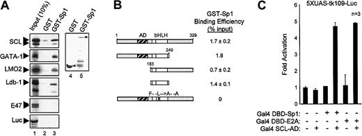 Fig. 6. Sp1–SCL complex interaction. / Sp1 physically interacts with multiple elements of the SCL complex. (A) Sp1 interacts in vitro with SCL, GATA-1, LMO2, and Ldb-1. Pull-down assays were performed with the use of immobilized GST and GST-Sp1, and35S-labeled SCL, GATA-1, LMO2, Ldb-1, E47, and luciferase. Inputs (lane 1) represent 10% of the amounts used in lanes 2 and 3. Coomassie blue–stained GST and GST-Sp1 are shown in lanes 4 and 5. (B) Sp1 specifically interacts with the bHLH domain of SCL. SCL mutants were labeled with 35S-methionine and used in pull-down assays as described in panel A. Protein signals were quantified by means of ImageQuant software (Molecular Dynamics). Binding efficiency (percentage of input) was calculated by comparison with input samples (10%) after subtraction of background GST signals. (C) In vivo interaction between Sp1 and SCL. A 2-hybrid assay was performed by transiently transfecting NIH 3T3 cells with the 5XUAS-tk109-Luc reporter (1.5 μg) and Gal4 DBD-Sp1 (10 ng), Gal4 DBD-E2A (10 ng), and Gal4 AD-SCL (1 μg) expression vectors. Results are shown as fold activation over 5XUAS-tk109-Luc transfected alone, are the mean ± SD of replicate determinations, and are representative of 3 experiments.