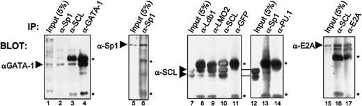 Fig. 7. Sp1 association with the SCL complex in vivo in hematopoietic cells. / Coimmunoprecipitations of endogenous proteins from TF-1 cell nuclear extracts were performed with the use of the antibodies indicated above each panel. Arrowheads point to specific bands that were revealed through Western blotting, with the antibodies indicated on the left. Inputs represent 5% (50 μg) of the amount used for each immunoprecipitation (1 mg), and the asterisks indicate immunoglobulin heavy and light chains. Note that GATA-1 is coimmunoprecipitated with α-GATA-1, α-SCL, and α-Sp1; Sp1 is immunoprecipitated by α-Sp1; SCL coprecipitates with α-SCL, α-Ldb-1, α-LMO2, and α-Sp1, but not with α-GFP or α-PU.1, while E2A is brought down by α-E2A and α-SCL.
