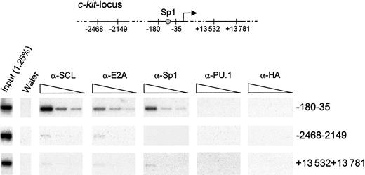 Fig. 8. Specific association of SCL, E2A, and Sp1 with the c-kitpromoter in vivo. / Exponentially growing TF-1 cells were fixed in 1% formaldehyde and sonicated. Fragmented chromatin extracts were then subjected to immunoprecipitation with α-SCL, α-E2A, α-Sp1, and isotype-matched control antisera (α-PU.1 and α-HA). Precipitated chromatin was heated overnight at 65°C to reverse cross-linking, and DNA molecules were purified and subjected to PCR analysis to test for the presence of the c-kit promoter (−180 to −35) or the indicated controlc-kit locus regions (−2468 to −2149 and +13 532 to +13 781). Input chromatin represents 1.25% of the amount used in each immunoprecipitation, and 3 4-fold serial dilutions of the immunoprecipitated samples were done prior to amplification. The PCR products were analyzed by agarose gel electrophoresis, transferred onto Biodyne B membrane, and hybridized with internal oligonucleotide probes.