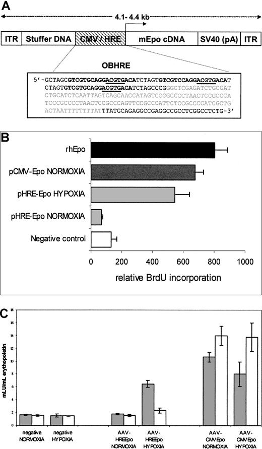 Fig. 1. Construction and analysis of recombinant AAV-Epo vectors. / (A) Diagrammatic representation of recombinant AAV vectors used for this study. The AAV-CMVEpo and AAV-HREEpo virus vectors differ only in the nature of the promoter sequence. ITR indicates AAV-2–inverted terminal repeats; CMV, immediate/early promoter enhancer elements from CMV; HRE, hypoxia responsive promoter; mEpo, murine erythropoietin; SV40 (pA), polyadenylation signal from the SV40 virus; stuffer DNA, fragment of the 3′ β-galactosidase gene to ensure genome size is larger than 4 kb. The configuration of the OBHRE promoter is boxed below: the PGK HRE trimer encompassing −307/−290 of murine PGK is shown in bold, the core HIF-1 consensus binding site is underlined, and the minimal SV40 promoter is shown in gray. (B) Proliferation of splenocytes incubated with supernatants from HT1080 cells transfected with pCMV/HRE-Epo plasmids. The assay shows that the increased proliferation of the splenocyte cells when exposed to the supernatant from the pHRE-Epo–transfected cells exposed to hypoxia. Negative control represents untreated cells. The rhEpo is the recombinant human Epo positive control used in this assay at a concentration of 0.5 U/mL. Data are the mean relative light units per second ± SD of 3 samples. (C) Hypoxia-regulated Epo expression is maintained in a rAAV vector. T47D cells were transduced with rAAV vectors, AAV-CMVEpo, and AAV-HREEpo at a multiplicity of infection (MOI) of 10. Supernatants were harvested 1 day (gray bars) and 4 days (white bars) after hypoxia treatment and were analyzed in an Epo ELISA assay to show the hypoxia-mediated expression of Epo was transient. Data are the mean mIU/mL Epo values ± SD of 3 samples.