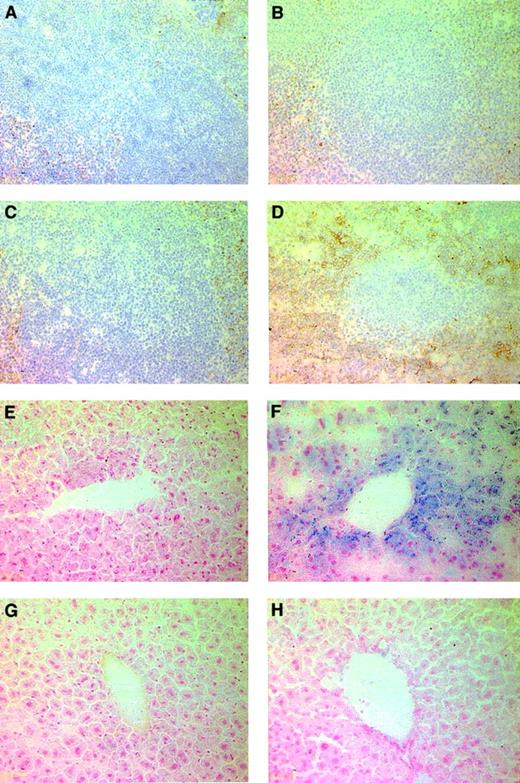 Fig. 3. Effect of regulated Epo gene therapy on the spleen and liver in Epo-TAgh mice. / (A-D) TER-119 staining to reveal cells of the erythropoietic lineage in the spleen. TER-119 recognizes a molecule associated with cell-surface glycophorin A. Therefore, erythroid cells were identified by membrane-associated staining. (A) Healthy spleen. (B) Epo-TAgh spleen. (C) Healthy spleen treated with AAV-HREEpo. (D) Epo-TAgh spleen treated with AAV-HREEpo. Treatment of the Epo-TAgh mice with AAV-HREEpo stimulates erythropoiesis in the spleen. Compare level of TER-119 staining in panels B and D. (E-H) Perl Prussian blue staining to reveal nonheme iron in (E) healthy liver, (F) Epo-TAgh liver, (G) healthy liver treated with AAV-HREEpo, and (H) Epo-TAghliver treated with AAV-HREEpo. Treatment of the Epo-TAghmice with AAV-HREEpo causes a reduction in the hepatic iron loading. Compare Perl staining in panels F and H. Original magnification, × 200.