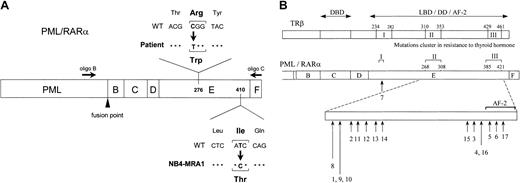 Fig. 1. Identification of novel point mutations in the LBD of the RARα moiety of PML/RARα in RA-resistant APL. / (A) Schematic representation of PML/RARα, describing point mutations identified in ATRA-resistant APL cells from a patient in relapse and from a newly established cell line, NB4-MRA1, showing the approximate positions of 2 primers used in RT-PCR. (B) Summary of the LBD PML/RARα mutations identified in ATRA-resistant APL cell lines (numbers 1-6) and patients in relapse (numbers 7-17). Numbers 5 and 9 indicate the novel mutations in the LBD PML/RARα of ATRA-resistant APL cells identified and characterized in the current study and correspond to NB4-MRA1 and the patient, respectively. Numbers 1 to 17 in Figure 1B correspond to numbers 1 to 17 in Table 1. The lengths of the arrows reflect the frequency of each mutation. The position of the mutations is described with reference to normal amino acid sequence of RARα1.56 The alignment of the PML/RARα E-domain and TRβ ligand-binding domain by sequence homology indicates that the mutations in ATRA-resistant patients with APL and cell lines cluster in accordance with the regions in RTH syndrome denoted as I, II, and III. DBD indicates DNA-binding domain; LBD, ligand-binding domain; DD, dimerization domain; AF-2, ligand-dependent activation function.
