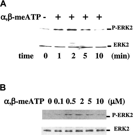 Fig. 1. P2X1 mediates ERK2 phosphorylation in platelets. / Western blot analyses of α,β-meATP–induced ERK2 phosphorylation in apyrase-treated washed platelets using Phospho-ERK1/2 MAP kinase (P-ERK2) and control MAP kinase (ERK2, lower panels) antibodies. (A) Time course of 2 μM α,β-meATP–induced ERK2 phosphorylation. (B) Platelets were stimulated with increasing concentrations of α,β-meATP for 2 minutes.