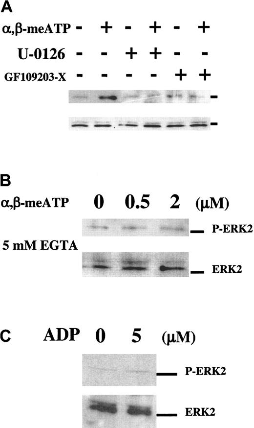Fig. 2. The P2X1-mediated ERK2 phosphorylation depends on Ca++ and PKC. / Western blot analyses of α,β-meATP–induced ERK2 activation in apyrase-treated washed platelets using the same antibodies as in Figure1. (A) α,β-meATP–induced ERK2 activation was analyzed after 2 minutes with or without 2 minutes of preincubation with the MEK inhibitor U-0126 (1 μM) or the PKC inhibitor GF109203-X (10 μM), as indicated. (B) Dose response to α,β-meATP in the presence of 5 mM EGTA. (C) Platelets were stimulated for 2 minutes with 5 μM ADP.