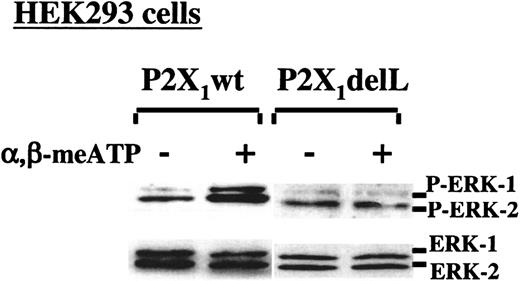 Fig. 3. Selective P2X1-mediated ERK2 phosphorylation in transfected HEK293 cells. / Western blot analyses of ERK1/2 phosphorylation in apyrase-treated HEK293 cells, stably expressing normal P2X1(P2X1wt) or its dominant-negative P2X1delL mutant. ERK1/2 activation was induced with 100 μM α,β-meATP in the presence of 2 mM CaCl2.