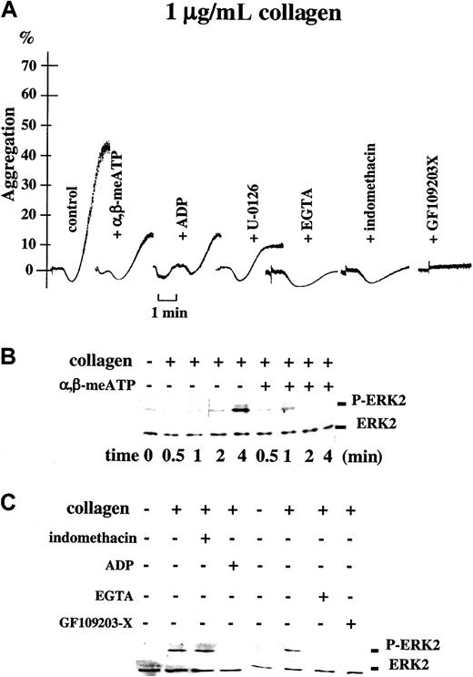 Fig. 5. Activation of ERK2 at low concentrations of collagen depends on P2X1; correlation between ERK2 phosphorylation and platelet aggregation. / (A) Light transmission (%) recordings in apyrase-treated washed platelets stimulated with collagen (1 μg/mL) alone (control), in the presence of 0.5 μM α,β-meATP, or after preincubation with 0.5 μM ADP, 1 μM U-0126, 5 mM EGTA, 10 μM indomethacin, or 10 μM GF109203-X, as indicated. Time bar is included. (B) Parallel Western blot analyses of ERK2 phosphorylation in these platelet samples. The time course of ERK2 phosphorylation induced by 1 μg/mL collagen alone or in the presence of 0.5 μM α,β-meATP is shown. (C) The ERK2 phosphorylation detected in platelets stimulated with the same concentration of collagen for 4 minutes in the presence or absence of α,β-meATP, ADP, EGTA, GF109203-X, or indomethacin, as indicated.