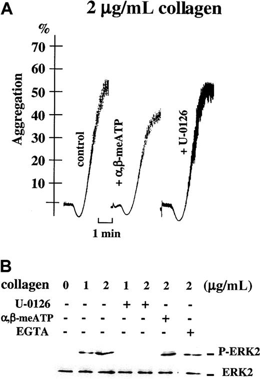 Fig. 6. Platelet aggregation induced by high concentrations of collagen does not depend on the ERK2 pathway. / (A) Light transmission (%) recordings in apyrase-treated washed platelets stimulated with 2 μg/mL collagen alone (control), in the presence of 0.5 μM α,β-meATP, or after preincubation with 1 μM U-0126, as indicated. Time bar is included. (B) Parallel Western blot analyses of ERK2 phosphorylation in these platelet samples. ERK2 phosphorylation was induced by 1 or 2 μg/mL collagen for 4 minutes alone or after preincubation with 1 μM U-0126 or 5 mM EGTA, as indicated; ERK2 phosphorylation was also analyzed after platelet stimulation for 4 minutes with 2 μg/mL collagen alone or in the presence of 0.5 μM α,β-meATP.