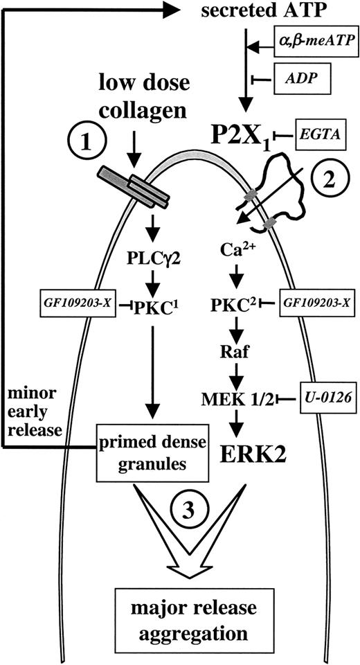 Fig. 7. Model depicting the role of P2X1 during platelet activation by low doses of collagen. / Platelets stimulated with low doses of collagen (1) rapidly release ATP, which activates a Ca++- and PKC-dependent ERK2 pathway through P2X1 (2) leading to further granule release and platelet aggregation (3). Both the PKC-dependent minor early secretion evoked by collagen and the PKC-dependent P2X1-mediated ERK2 activation are inhibited by the PKC inhibitor GF109203-X; these GF109203-X–sensitive PKCs are indicated as PKC1 and PKC2 to refer to their sequential activation during platelet aggregation. The approaches that we used to interfere with the P2X1-ERK2 pathway at different levels are indicated.