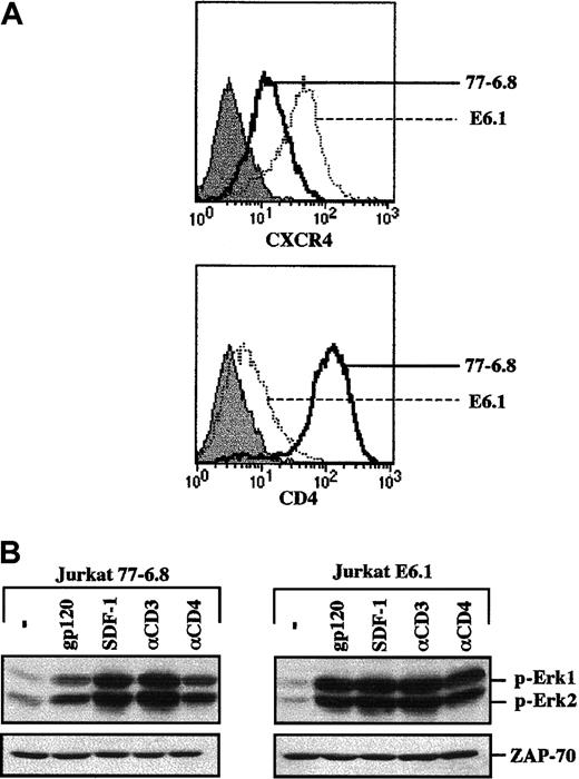 Fig. 1. gp120-induced MAPK activation in the transformed Jurkat T-cell line does not correlate with surface CD4 expression. / (A) Surface expression of CXCR4 and CD4 was analyzed on a FACScan using PE-conjugated monoclonal antibodies. The expression profiles of these 2 proteins in the 77-6.8 and E6.1 Jurkat clones (open histograms) are indicated. The respective immunoglobulin isotype controls (filled histograms) are shown. (B) The 77-6.8 and E6.1 Jurkat clones were either incubated in medium alone (−) or stimulated with gp120 (1 μg), SDF-1 (100 ng), an αCD3 mAb (0.25 μg) or an αCD4 mAb (1 μg). Total cell lysates (1 × 106 cell equivalents) were fractionated on an SDS gel. Membranes were immunoblotted with a polyclonal Ab that recognizes the dually phosphorylated forms of Erk1 and Erk2. The positions of phosphorylated Erk1 (p-Erk1) and Erk2 (p-Erk2) are indicated. Blots were reprobed with an αZAP-70 mAb to assure that expression of a T-cell–specific protein was equivalent in each lane. Results are representative of data obtained in 4 independent experiments.