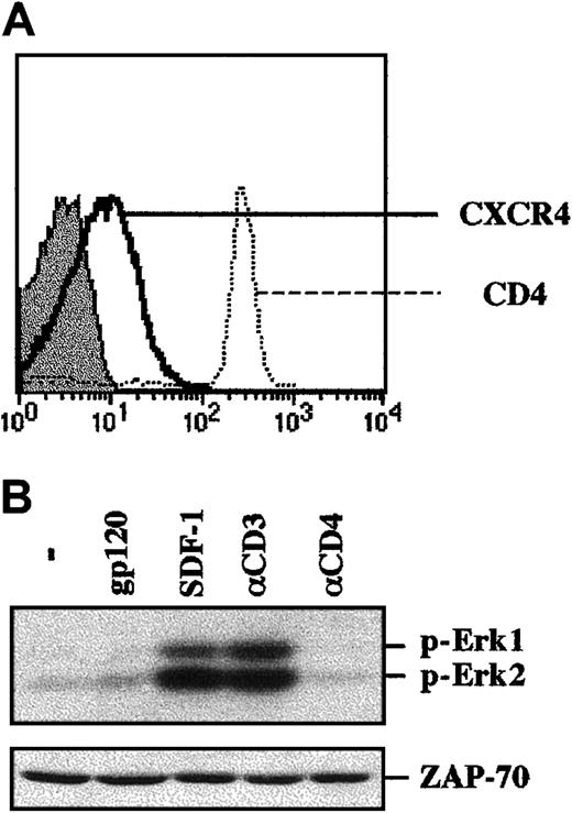 Fig. 2. Binding of gp120 to freshly isolated human CD4+ T lymphocytes does not result in MAPK activation. / (A) CD4+ lymphocytes were purified by negative selection and were immediately stained with PE-conjugated anti-CXCR4 or anti-CD4 mAbs. CD4 and CXCR4 staining profiles are shown, and the filled histogram depicts staining with an isotype-matched control mAb. (B) The CD4+ lymphocytes isolated as described in (A) were immediately stimulated with either gp120, SDF-1, an αCD3 mAb, or an αCD4 mAb. Protein lysates from 1 × 106 cells were resolved on an SDS gel and analyzed as described in the legend to Figure 1. The positions of phosphorylated Erk1 and Erk2 are noted. Blots were reprobed with an αZAP-70 mAb to assure that expression of a T-cell–specific protein was equivalent in each lane. Data are representative of results obtained in 4 independent experiments with CD4+ lymphocytes from 4 different donors.