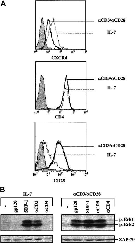 Fig. 3. Envelope glycoprotein gp120 induces MAPK activation in TCR-engaged, but not IL-7–prestimulated, primary CD4+ T cells. / (A) CD4+ lymphocytes were prestimulated with either recombinant IL-7 (10 ng/mL) for 4 days or with immobilized αCD3 and αCD28 mAbs for 2 days, followed by a 2-day culture in the presence of recombinant IL-2. CXCR4 and CD4 expression were assessed at day 4 using PE-conjugated mAbs, and the respective histograms are indicated. Expression of the IL-2Rα (CD25) activation marker in these IL-7– and CD3/CD28-stimulated T cells was monitored, and the corresponding histograms are shown. (B) After 4 days of culture, cells were either restimulated with gp120, SDF-1, an αCD3 mAb, or an αCD4 mAb, as indicated. Membranes immunoblotted with a pAb recognizing the dually phosphorylated Erk1/Erk2 are shown. Blots were reprobed with an αZAP-70 mAb to assess expression of a T-cell–specific protein in these differentially stimulated T cells. Results are representative of data obtained in 1 of 3 independent experiments.