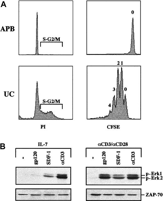 Fig. 4. IL-7–induced proliferation does not sensitize CD4+ lymphocytes to gp120-induced MAPK activation. / (A) CD4+ T cells were isolated from both UC blood and adult peripheral blood (APB) and cultured for 6 days in the presence of recombinant IL-7. Cell cycle entry was monitored at day 6 by assessing the DNA content of PI-stained cells on FACS. Cells in the S and G2/M phases of the cell cycle are indicated in each histogram. To directly assess cell division/proliferation, cells were labeled with CFSE and analyzed for CFSE intensity by FACS. The number shown above each peak indicates the number of cell divisions. (B) MAPK activation in proliferating IL-7–treated UC CD4+ lymphocytes was assessed following stimulation with gp120, SDF-1, or an αCD3 mAb, as indicated. Blots were reprobed with an αZAP-70 mAb to assure that expression of a T-cell–specific protein was equivalent in each lane. Data are representative of results obtained in 2 independent experiments.