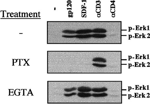 Fig. 5. PTX blocks gp120-induced MAPK phosphorylation in TCR-engaged primary T cells. / CD4+ lymphocytes were prestimulated with immobilized αCD3 and αCD28 mAbs for 3 days, followed by a 16-hour culture in the presence of PTX (100 ng/mL) or a 20-minute culture in the presence of EGTA (2 mM). Nontreated, PTX-treated, and EGTA-treated cells were then either stimulated with gp120, SDF-1, an αCD3 mAb, or an αCD4 mAb, as indicated. Membranes immunoblotted with a pAb recognizing the dually phosphorylated Erk1/Erk2 are shown.