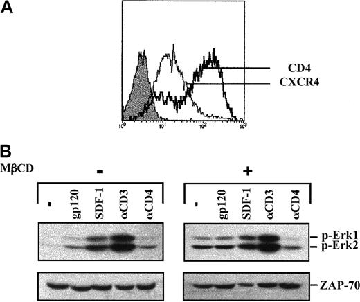 Fig. 7. Lack of gp120-induced MAPK activation following lipid raft disruption. / (A) Jurkat 77-6.8 cells were treated with 10 mM MβCD for 20 minutes at 37°C, washed, and then resuspended in serum-free media. Surface expression of CD4 and CXCR4 was analyzed on a FACScan using PE-conjugated mAbs. The expression profiles of these 2 proteins were then assessed using PE-conjugated αCD4 and αCXCR4 mAbs as indicated. Isotype control staining is shown by a filled histogram. (B) Untreated and MβCD-treated cells were then stimulated with gp120, SDF-1, an αCD3 mAb, or an αCD4 mAb, as described in the legend to Figure 1. Membranes immunoblotted with the pAb recognizing dually phosphorylated Erk1/Erk2 are shown. Blots were reprobed with an αZAP-70 mAb to assess expression of a T-cell–specific protein. Results are representative of data obtained in 1 of 2 independent experiments.