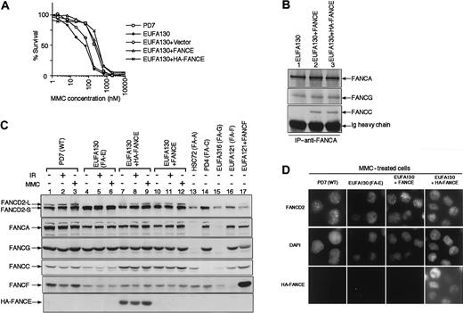 Fig. 1. FANCE is required for function of the Fanconi anemia pathway. / (A) Complementation of MMC sensitivity of an FA-E lymphoblast cell line, EUFA130, with pMMP puro FANCE or pMMP puro HA-FANCE. The indicated retroviral supernatants were generated and used to transduce FA lymphoblast lines. Puromycin-resistant cells were selected, and MMC sensitivity was determined as described in “Materials and methods.” (B) Reintroduction of FANCE or HA-FANCE in FA-E lymphoblasts restores the FANCA/FANCC interaction. Whole-cell extracts were generated from the lymphoblast lines, EUFA130, EUFA130+FANCE, and EUFA130+HA-FANCE. Equal amounts of protein from each extract (2 mg) were used for immunoprecipitation with affinity-purified anti-FANCA antibody. Immune complexes were resolved by SDS-PAGE, transferred to nitrocellulose membrane, and immunoblotted with anti-FANCA, anti-FANCC, or anti-FANCG antibody. (C) FANCE is required for the monoubiquitination of FANCD2. Whole-cell extracts were prepared from the indicated lymphoblast cell lines. Some cell lines were harvested 8 hours after treatment with IR (15 Gy) or 24 hours after continuous exposure to MMC (40 ng/mL), as indicated. Cellular proteins were immunoblotted with anti-FANCD2, anti-FANCA, anti-FANCG, anti-FANCC, anti-FANCF, or anti-HA antibody. FANCD2-S (short) is a nonubiquitinated isoform, and FANCD2-L (long) is a monoubiquitinated isoform of FANCD2. (D) FANCE is required for nuclear foci formation of FANCD2. The indicated lymphoblasts treated with MMC (40 ng/mL) for 24 hours were double-immunostained with anti-FANCD2 and anti-HA antibodies. In FA-E lymphoblasts (EUFA130), FANCD2 is expressed in a diffuse nuclear pattern. Correction of FA-E cells with either FANCE cDNA or HA-FANCE cDNA restores FANCD2 nuclear foci. Counterstains for the DNA-specific dye, DAPI, are shown in the middle panels. Expression of HA-FANCE was confirmed, as shown in the lower panels. Original magnification, × 600.