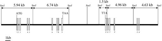 Fig. 1. Genomic structure of the PRV1 gene. / The intron-exon structure of PRV1 was elucidated by sequence comparison between the cloned cDNA and sequences from BAC bc52850 and BAC 338531 obtained through the human genome project. Exons are depicted as boxes and introns as a line. Exons 3, 4, 7, and 8 contain the cysteine-rich domains, which define the uPAR/CD59/Ly6 family of cell surface receptors. Exons 4 through 9 are duplicated and form an adjacent inverted PRV1 pseudogene (labeled 9′ to 4′).SacI DNA restriction sites and the generated fragment lengths are illustrated.