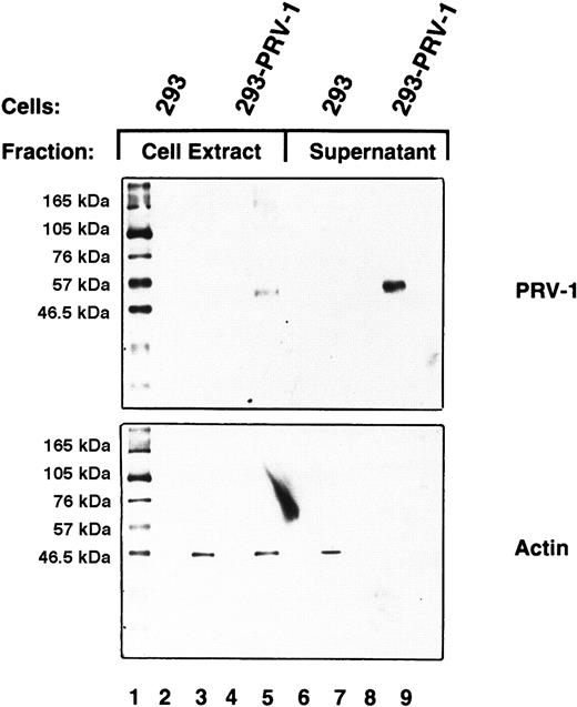 Fig. 6. PRV-1 is shed from the cell surface. / 293 cells were stably transfected with an expression vector for PRV-1; control cells were not transfected. Cell supernatants were harvested and total cell extracts were prepared from both transfected and untransfected cells. The supernatants were concentrated by centrifugation through a Centricon filter with a molecular weight cut-off of 30 kDa. Concentrated supernatants and cell extracts were analyzed by Western blot using a polyclonal antibody generated against a PRV-1 peptide (amino acids 13-25 of the mature protein; top). As a control, the blot was stripped and reprobed using an antibody against β-actin (bottom).