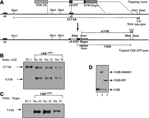 Fig. 1. Generation of knock-in ES cells expressing. / Cbfb-GFP. (A) Targeting scheme used to generateCbfb+/GFP ES cells. The construct contains exon 5 (e5) of Cbfb fused in frame to GFP. The positive selection marker is SV40-Hygro; the negative selection marker is PGK-TK. Exon 4 (e4) is in the genomic sequence 5′ to the targeting vector. Correctly targeted ES cell clones express Cbfb-GFP under the control of the endogenous Cbfb promoter. (B,C) Southern blot analysis of DNA isolated from 3 independently targeted ES cell lines. DNA was digested with either NcoI (B) or XbaI (C). The external probe (0.2C) hybridized to a 3′ genomic fragment and detected a 15.7-kb NcoI band from the wild-type allele and a 6.3-kb NcoI band from the targeted allele (B). The internal probe (Hygro) hybridized to thehygromycin gene and detected a single 7.4-kb band in the targeted allele (C). (D) Western blot analysis using a monoclonal antibody against Cbfβ (1-141) demonstrated expression of endogenous Cbfβ (22 kDa) or the Cbfβ fusion proteins in 3 ES cell lines. TC-1 is the wild-type ES cell line (lane 1); Cbfb-MYH11KI no. 55 is an ES cell clone that expresses Cbfβ-SMMHC (lane 2); Cbfb-GFP no. 52 is one of the correctly targeted ES cell clones expressing Cbfβ-GFP (lane 3).