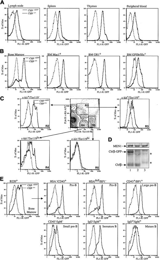 Fig. 2. Cbfβ is expressed at uniform levels in most hematopoietic tissues ofCbfb+/GFP mice, but shows differential expression in hematopoietic lineages isolated from bone marrow. / Cells were isolated from adult (6-month-old)Cbfb+/GFP and Cbfb+/+mice and analyzed by FACS. Representative histograms show the distribution of cells with respect to GFP fluorescence. Dashed line (– –) represents Cbfb+/+ autofluorescence; solid line (___) represents fluorescence fromCbfb+/GFP animals. (A) Expression of Cbfβ-GFP in the indicated tissues. (B) Cells were isolated from bone marrow (BM) of adult Cbfb+/+andCbfb+/GFP mice, enucleated cells were lysed, and the remaining cells were analyzed for GFP expression (left panel). Bone marrow cells were also stained with PE-conjugated antibodies against Mac1, GR1, or GPIIb/IIIa. The positively stained cells were gated and analyzed for GFP expression. (C) Cells were isolated from bone marrow of adult Cbfb+/+andCbfb+/GFP mice, lysed in ACK lysing buffer, and stained with APC-conjugated anti–c-kit and PE-conjugated anti-TER119. A representative contour plot (c-kit–APC versus Ter119-PE) is shown. Cells from both wild-type and heterozygous mice were gated into the following populations and analyzed for GFP expression: c-kit+/Ter119− (R2 = 2.3%), c-kit+/Ter119+ (R3 = 0.2%), c-kit−/Ter119lo (R4 = 0.6%), c-kit−/Ter119hi (R5 = 2.4%). (D) Nucleated cells from Cbfb+/GFP andCbfb+/+ bone marrow were separated into Ter119-enriched and Ter119-depleted populations by magnetic sorting using Ter119 microbeads. Cells from each population were analyzed by Western blot: Ter119-depleted cells fromCbfb+/GFP (lane 1) and Cbfb+/+(lane 2) bone marrow, and the Ter119-enriched population fromCbfb+/+ bone marrow (lane 3). MEN1 indicates multiple endocrine neoplasia 1; *, nonspecific bands. (E) Cells were isolated from bone marrow of adultCbfb+/+ and Cbfb+/GFPmice and stained with APC-conjugated anti-B220 and the markers indicated above each histogram. The particular B-cell population being examined is also indicated in the upper right hand corner of the graphs. Cells from wild-type and heterozygotes were gated appropriately and analyzed for GFP expression.