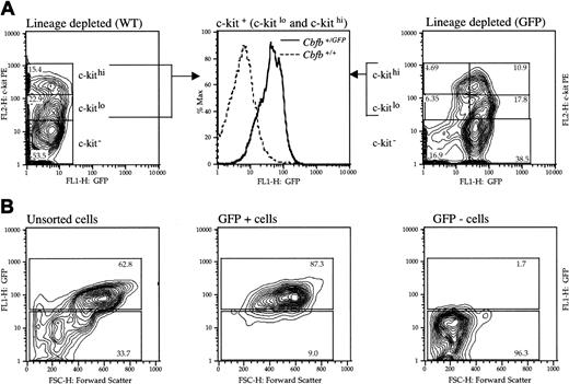 Fig. 3. Cbfβ is expressed in adult hematopoietic stem cells and progenitors. / (A) Cells were isolated from bone marrow of adultCbfb+/+ (left panel, WT) andCbfb+/GFP (right panel, GFP) mice and depleted of cells expressing lineage markers (CD3, CD4, CD8, B220, Mac1, GR1, Ter119). Lin− bone marrow cells were stained for c-kit and analyzed by flow cytometry. Representative contour plots (left and right panels) show the distribution of cells with respect to GFP and c-kit PE fluorescence. The c-kit+ (c-kitlo and c-kithi) cells from wild-type and heterozygotes were gated and plotted on a histogram to allow comparison of the GFP fluorescence in the 2 populations (middle panel). (B) Bone marrow cells fromCbfb+/GFP adults were incubated in ACK lysis buffer to eliminate the enucleated erythrocytes and were assessed for GFP expression. The cells were sorted into GFP+ and GFP− populations by FACS. Representative contour plots show forward scatter versus GFP profiles of unsorted bone marrow (left panel), and sorted populations (middle and right panels). Progenitors in all 3 populations (unsorted heterozygous bone marrow, GFP+, and GFP−) were assessed by methylcellulose colony assay. The results are shown in Table 1.