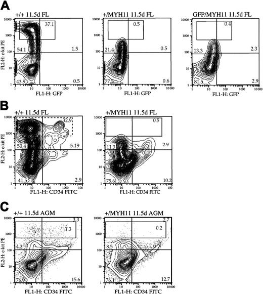 Fig. 5. The c-kithi population is absent from the fetal liver and AGM of embryos heterozygous for the knock-in. / Cbfb-MYH11 (Cbfb+/MYH11). (A) Cells were isolated from 11.5-dpc fetal liver ofCbfb+/+ (+/+),Cbfb+/MYH11 (+/MYH11), andCbfbGFP/MYH11 (GFP/MYH11) embryos and stained with anti–c-kit PE. Representative contour plots show the distribution of cells with respect to GFP and c-kit fluorescence. Cells were isolated from (B) fetal liver and (C) AGM ofCbfb+/+, and Cbfb+/MYH1111.5-dpc embryos and stained with PE-conjugated anti–c-kit and FITC-conjugated anti-CD34. Representative contour plots show the distribution of cells with respect to FITC and c-kit fluorescence.