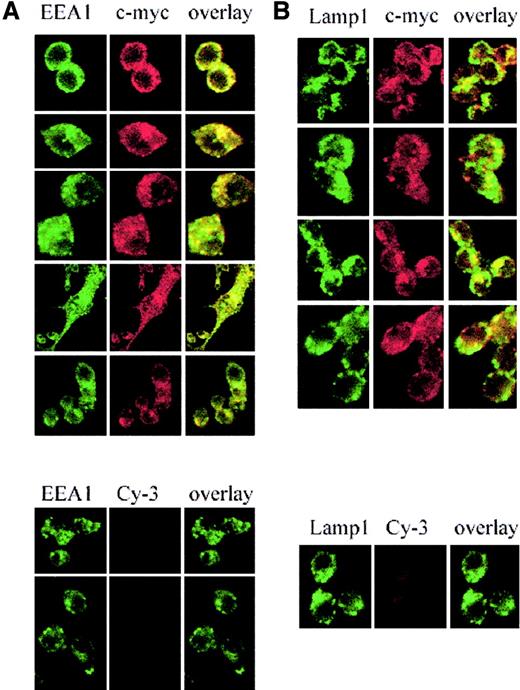 Fig. 1. Subcellular localization of Nramp2/DMT1 in transfected RAW macrophages. / Immunofluorescence detection of a c-Myc–tagged Nramp2 protein expressed in RAW macrophages using a mouse monoclonal anti–c-Myc antibody (9E10) and a Cy3-labeled secondary antimouse antibody (red staining). The recycling endosome marker EEA1 was detected using a goat antiserum revealed with Alexa 488–coupled secondary antibody (green staining, left panel A). The late endosomal/lysosomal marker, Lamp1, was detected with a specific rat monoclonal antibody and revealed with FITC-conjugated antirat antibody (green staining, right panel B). Cells were examined under a × 63 objective by confocal microscopy. Green staining was overlaid with the red staining (yellow shows colocalization).