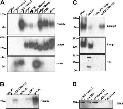 Fig. 3. Western blot analysis of Nramp2/DMT1 association with latex particle–containing phagosomes formed in Sertoli cells and macrophages. / (A) Latex bead–containing phagosomes were purified from cell homogenates of TM4 Sertoli cells and from RAW macrophages. Crude membrane extracts (m) from control CHO (CHO LR73), TM4, and RAW cells or from stable c-Myc–Nramp1 or c-Myc–Nramp2 CHO or RAW transfectants22 or from latex bead–containing phagosomes (p) isolated from either TM4 (pTM4) or from RAW cells (pRAW) were separated by SDS-PAGE. Immunoblots were sequentially analyzed with a rabbit antimouse Nramp2/DMT1 antiserum (upper panel), a rat anti-Lamp1 (middle panel), and a mouse anti–c-Myc (lower panel) monoclonal antibody and revealed by ECL. (B) Crude membrane proteins (m) from control CHO and WEHI cells, c-Myc–Nramp2 CHO transfectants, murine Sertoli cell line 15-P1, or latex bead phagosomes isolated from 15P-1 (p15P-1) were analyzed by immunoblotting with a rabbit anti-Nramp2/DMT1 antiserum. (C) Latex bead phagosomes (p) from TM4 cells, together with membrane fractions (m) from control TM4, and CHO cells and from c-Myc–Nramp2 CHO transfectants were analyzed by immunoblotting with antibodies directed against Nramp2/DMT1, Lamp1, and the transferrin receptor (TfR). (D) Crude membrane proteins (m) from CHO or WEHI cells (used as negative controls) or from c-Myc–Nramp2 CHO transfectants (used as positive controls) or from latex bead–containing phagosomes isolated from RAW (pRAW) of TM4 cells (pTM4) were analyzed with an anti-EEA1 antibody.