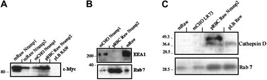 Fig. 4. Nramp2/DMT1 is associated with erythrocyte-containing phagosomes in RAW macrophages. / (A) Crude membrane extracts (m) from control c-Myc–Nramp1 CHO, c-Myc–Nramp2/DMT1, c-Myc–Nramp1 RAW cells, RBCs containing phagosomes, or latex bead–containing phagosomes (p), prepared from, respectively, c-Myc–Nramp2 RAW and RAW cells, were analyzed for anti–c-Myc reactivity. (B) Crude membrane extracts (m) from c-Myc–Nramp1 CHO or RAW cells or RBCs containing phagosomes from c-Myc–Nramp2 RAW cells (p) were sequentially probed with goat anti-EEA1 and rabbit anti–Rab 7 antibodies. (C) Crude membrane extracts (m) from RAW or untransfected CHO cells or RBCs containing phagosomes from c-Myc–Nramp2 RAW cells and latex bead–containing phagosomes from RAW cells (p) were analyzed with rabbit anti–cathepsin D and anti–Rab 7 antibodies.