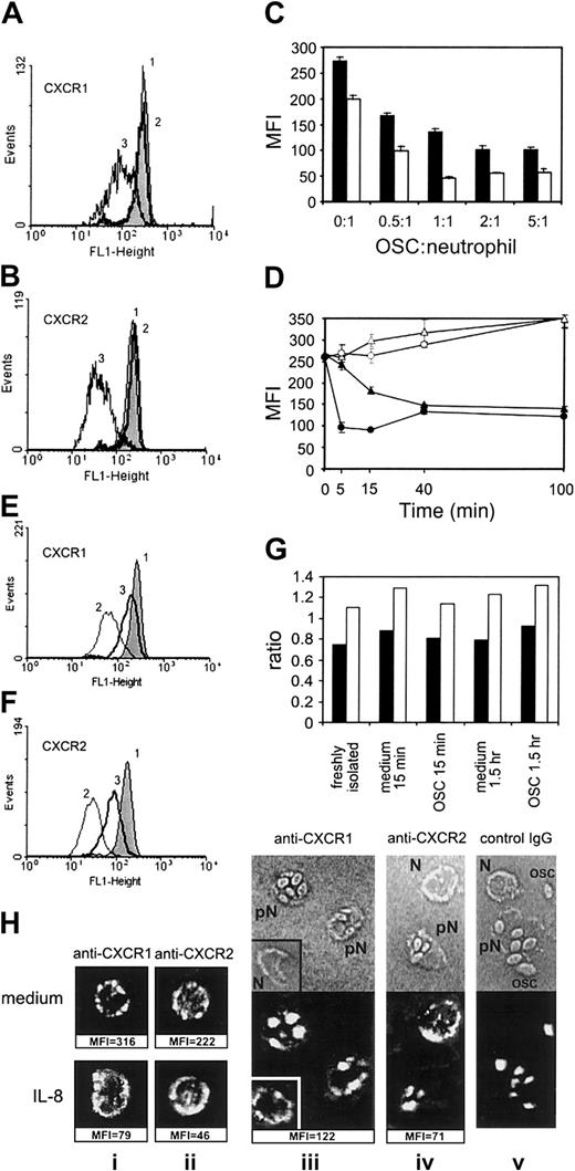 Fig. 1. Effect of phagocytic stimulation on the expression of CXCR1 and CXCR2 in human neutrophils. / (A,B) PMNs were incubated alone for 15 minutes at 37°C (1) or treated with nonopsonized (2) or opsonized S cerevisiae(OSC) (3) at an OSC/PMN ratio of 2:1. (C) Dose dependence of the effect of phagocytic stimulation with OSC on the expression of CXCR1 (closed bars) and CXCR2 (open bars, mean of triplicates ± SD). (D) Time dependence of the expression of CXCR1 (▴) and CXCR2 (●) in phagocytosing neutrophils (closed symbols) and in control cells (open symbols; mean ± SD, n = 3). (E,F) Effect of phenantroline at 2 mM (line 3) on the modulation of CXCR1 (E) and CXCR2 (F) expression after OSC (2), compared with untreated PMNs (1). The expression levels in panels A, B, E, F, and H are displayed as mean fluorescence intensity (MFI) of duplicate samples; the difference between double FACScan estimates was in the range of 2% to 10%. Each PMN sample was stained with irrelevant monoclonal antibody of IgG1 isotype, and the resulting MFI was subtracted from MFI with specific mAb. To test a possible effect of the OSCs themselves on the PMN-staining procedure, OSC suspension was added to control PMNs at the end of incubation, along with sodium azide, following by a full staining procedure: no effect of OSC was detected (not shown). Results similar to those of panels A and B were obtained in 16 separate experiments; dose dependence similar to that of panel C was obtained in 3 experiments; time dependence similar to that of panel D, in 5 experiments; and the effect of phenantroline was reproduced in 4 separate experiments. (G) CXCR1 (closed bars) and CXCR2 (open bars) mRNA expression in human neutrophils after treatment of PMNs with OSC. Results are expressed as a ratio of CXCR mRNA to β2-microglobulin mRNA as external control. (H) Confocal images showing the distribution of CXCR1 and CXCR2 in PMNs incubated alone (Hi,ii; upper section), treated with IL-8 at 500 ng/mL for 15 minutes (i,ii; lower section) or in PMNs treated with OSC (iii-v); corresponding MFI data are shown below the pictures (Hiii-v) Fluorescence is shown in the lower part of the pictures, and transmission light microscopy of the same cells is shown in the upper part (pN indicates PMN phagocytosing OSC; N, nonphagocytosing PMN; OSC, nonspecific fluorescence of OSC at 543 nm).