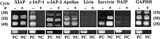 Fig. 1. Semiquantitative RT-PCR for IAPs in UCB CD34+ cells before and after growth factor stimulation. / Total RNA from CD34+ cells before (−) and after (+) Tpo, SCF, and FL stimulation was subjected to 30, 35, and 40 cycles of RT-PCR for all 7 known human IAPs and 25, 30, and 35 cycles for GAPDH. The number of PCR cycles is shown in parentheses. Total RNA derived from human melanoma G361 cells was used as positive control (PC). NC represents reactions without RNA template. Reaction products were visualized in 2% agarose gels stained with ethidium bromide.