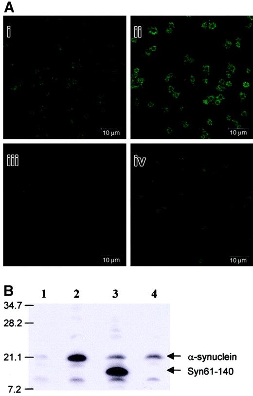 Fig. 6. Exogenously added α-synuclein and Syn61-140 penetrate platelets. / (A) Confocal microscopic analysis of the platelets treated or not treated with 10 μM α-synuclein in the presence (i,ii) or absence (iii,iv) of 0.1% saponin. (B) Western blot analysis of the platelets either treated or not treated with 10 μM synuclein proteins. Lane 1, platelets not treated with α-synuclein; lane 2, platelets treated with α-synucleinl; lane 3, platelets treated with Syn61-140; lane 4, platelets treated with Syn96-140.