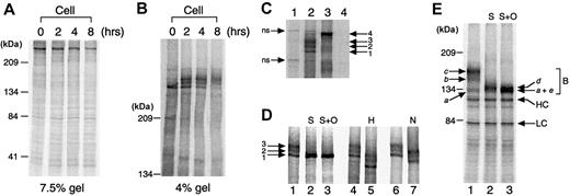 Fig. 4. Posttranslational intermediate forms of wt-FV. / The wt-FV in cell lysates was immunoprecipitated and electrophoresed on 7.5% (panel A) and 4% (panel B) polyacrylamide gels under reducing conditions. (C) Cell lysate and medium samples of wt-FV and mock-transfected control harvested at 2 hours' chase were subjected to 4% SDS-PAGE under reducing conditions. The gel was run longer than the gel in Figure 4B to obtain better separation of the bands. Lane 1, mock cell lysate; lane 2, wt-FV cell lysate; lane 3, wt-FV medium; lane 4, mock medium. Arrow 1, primary translated peptide; arrows 2 and 3, posttranslational intermediates; arrow 4, mature form, nonspecific (ns) bands. (D) The wt-FV in cell lysates at 2 hours' chase was immunoprecipitated and incubated with indicated deglycanases, then electrophoresed on 4% polyacrylamide gels under reducing conditions. Lanes 1, 4, and 6 had no deglycanase. S indicates sialidase; O, O-glycosidase; H, endoglycosidase H; N, N-glycosidase F. Arrow 1, primary translated peptide; arrows 2 and 3, posttranslational intermediates. (E) The wt-FV in cell lysates at 2 hours' chase was immunoprecipitated and incubated with thrombin and indicated deglycanases, then subjected to 7.5% SDS-PAGE under reducing conditions. FV is cleaved into the following 4 fragments by thrombin digestion: the heavy chain (amino acids 1 to 709), the N-terminal part of the B-domain (amino acids 710 to 1018), the C-terminal part of the B-domain (amino acids 1019 to 1545), and the light chain (amino acids 1546 to 2196). The N-terminal part of the B-domain is not visible on the gel because there are only 3 methionine and no cysteine residues that can be radioactive in this region. Thus, the radioactivity of this fragment is too weak compared with the other fragments. Lane 1 had no deglycanase. S indicates sialidase; O, O-glycosidase; B, fragments representing the C-terminal part of the B-domain; HC, heavy chain, LC, light chain. Arrows a to e indicate distinct forms of the C-terminal part of the B-domain.