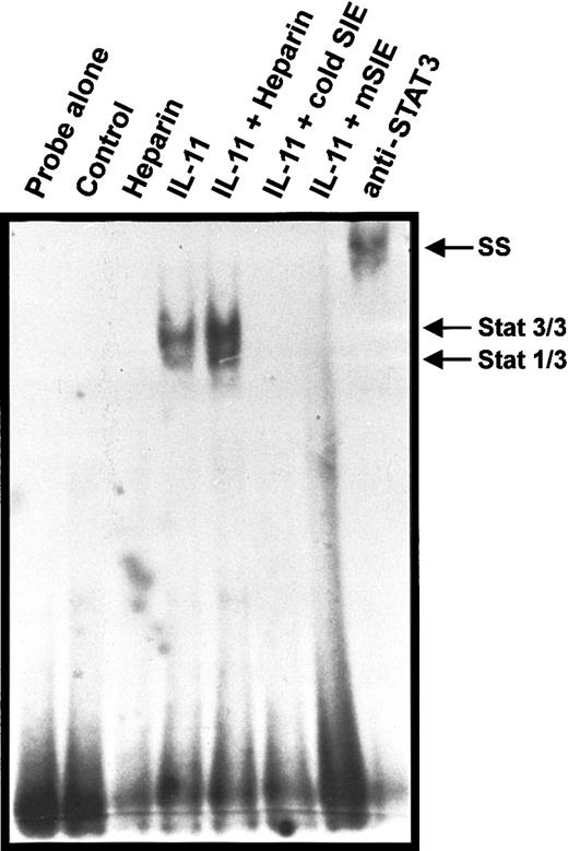 Fig. 3. EMSA using the nuclear extracts of IL-11– and heparin-treated calvaria cells. / Calvaria cells were either left untreated (lane 2) or stimulated with 25 μg/mL heparin (lane 3), 20 ng/mL IL-11 (lanes 4, 6, 7, 8), or a combination of heparin and IL-11 (25 μg/mL and 20 ng/mL, respectively; lane 5) for 10 minutes at 37°C. Nuclear extracts were then prepared and EMSA was performed as described in “Materials and methods.” The EMSA was performed with probe alone (no nuclear extracts; lane 1), and competition was performed with excess (100 ×) unlabeled homologous oligonucleotide (lane 6) or mutated oligonucleotide differing from the SIE by 3 nucleic acids (lane 7), whereas supershifts were performed with anti-STAT3 Ab (lane 8). The arrow indicates STAT3 homodimerization and its association with radiolabeled SIE.