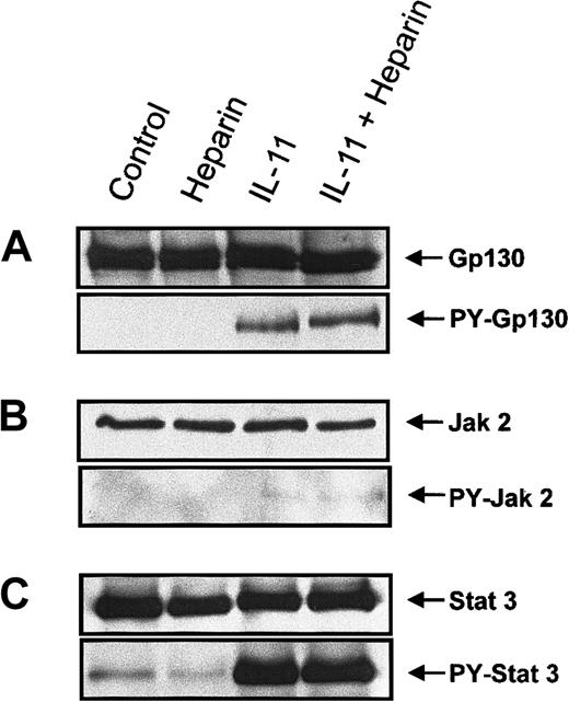 Fig. 5. Tyrosine phosphorylation of gp130, Jak 2, and STAT3 in murine calvaria cells treated with IL-11 and/or heparin. / Confluent calvaria cells were stimulated for 10 minutes with either heparin alone (25 μg/mL), IL-11 alone (20 ng/mL), or heparin plus IL-11 (25 μg/mL and 20 ng/mL, respectively). (A) The cells were lysed and the lysate was immunoprecipitated with a polyclonal rabbit antimouse gp130 antibody. Precipitates were immunoblotted with an anti-gp130 antibody (upper panel) or run on a second gel before immunoblotting with a monoclonal anti-pTyr antibody (lower panel). (B) Cell lysates were immunoprecipitated with a polyclonal rabbit antimouse Jak2 antibody prior to immunoblotting the precipitates with an anti-Jak2 antibody (upper panel) or loaded on a second gel and immunoblotted with a monoclonal anti-pTyr antibody (lower panel). (C) Cell lysates were immunoprecipitated with a polyclonal rabbit antimouse STAT3 antibody prior to immunoblotting the precipitates with an polyclonal anti-STAT3 antibody (upper panel) or running them on a second gel and immunoblotting with a polyclonal pTyr-STAT3 antibody (lower panel).