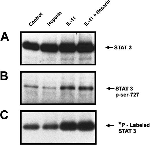 Fig. 6. Serine phosphorylation of STAT3 in murine calvaria cells treated with IL-11 and/or heparin. / Phosphate-starved calvaria cells were labeled with 32P for 2 hours and then either left untreated (lane 1) or treated for 10 minutes with heparin alone (25 μg/mL; lane 2), IL-11 alone (20 ng/mL; lane 3), or heparin plus IL-11 (25 μg/mL and 20 ng/mL, respectively; lane 4). The cells were lysed and the lysate was immunoprecipitated with a polyclonal rabbit antimouse STAT3 antibody prior to immunoblotting the precipitates with a polyclonal anti-STAT3 antibody (A) or running them on a second gel and immunoblotting with a STAT-phosphoserine727 Ab (B). Alternatively, total32P labeling of STAT3 was visualized by autoradiography (C).