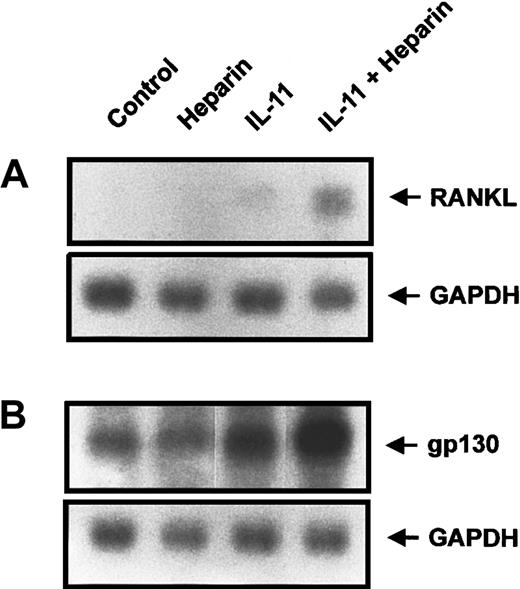 Fig. 7. The effect of heparin and/or IL-11 treatment on RANKL and GP130 expression in murine calvaria cells. / Calvaria cells were stimulated with either heparin alone (25 μg/mL), IL-11 alone (20 ng/mL), or heparin plus IL-11 (25 μg/mL and 20 ng/mL, respectively) as described in “Materials and methods.” Total RNA was then prepared and analyzed by Northern blot analysis for either RANKL (A) or gp130 (B).