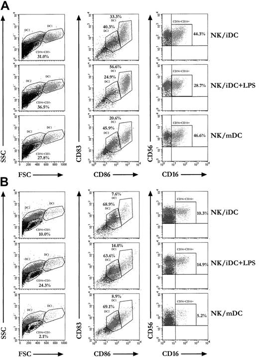 Fig. 6. Reciprocal cross-talk between MD-DCs and activated NK/LAK cells. / Cocultures were performed as described briefly in Figure 5. Immunophenotyping of 1:1 ratio cocultures of NK cells/iDCs, NK cells/iDCs with LPS, and NK cells/mDCs were performed by 4-color flow cytometry with the combinations of FITC-, PE-, PerCP-, and APC-conjugated mAbs CD86/CD83/HLA-DR/CD45 and CD16/CD3/CD8/CD56. Left panels show the cellular morphology according to FSC/SSC criteria, allowing the identification of 3 cell subpopulations: DC1 cells, DC2 cells, and CD56+CD3− NK/LAK cells. Center panels show a dot plot analysis of CD86/CD83 staining after gating on CD45+HLA-DR+ cells (not shown). Percentages of DC1 CD86bright/CD83bright and DC2 CD86dim/CD83dim are reported; these 2 subsets of DCs are identified by color backgating on the FSC/SSC dot blots. Right panels show a dot plot analysis of CD56/CD16 staining after gating on CD56+CD3− cells (not shown), whose percentages are reported on the corresponding FSC/SSC dot plots. Percentages of CD56+CD16+ are reported. This shows a representative experiment performed in 1 patient out of 2. (A) Results of immunophenotyping at day 3. At this early time point, NK/LAK cells turn iDCs into maturing DCs exhibiting a CD86+/CD83+ phenotype, which is further enhanced with addition of LPS. (B) Results of immunophenotyping at day 7. At this late time point, survival of CD56+CD3− is significantly increased in the NK cells/iDCs with LPS.