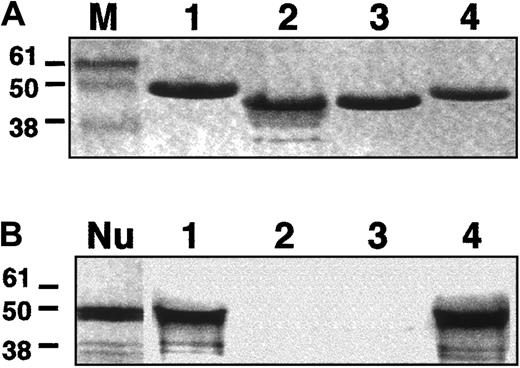 Fig. 7. In vitro binding assays. / A fragment (amino acids 1697-2102) of NuMA C-terminal region was tested in vitro for its binding to the CTDs of 4.1R, CO.1, CO.2, or 4.1G. (A) Coomassie blue detection of 4.1R (1), CO.1 (2), CO.2 (3), and 4.1G (4). M indicates molecular size markers (kDa). (B) Autoradiography of radiolabeled NuMA. NuMA bound to 4.1R and 4.1G (1 and 4), but not to either CO.1 or CO.2 (2 and 3). Nu: appearance of NuMA alone following the in vitro coupled transcription/translation reaction.