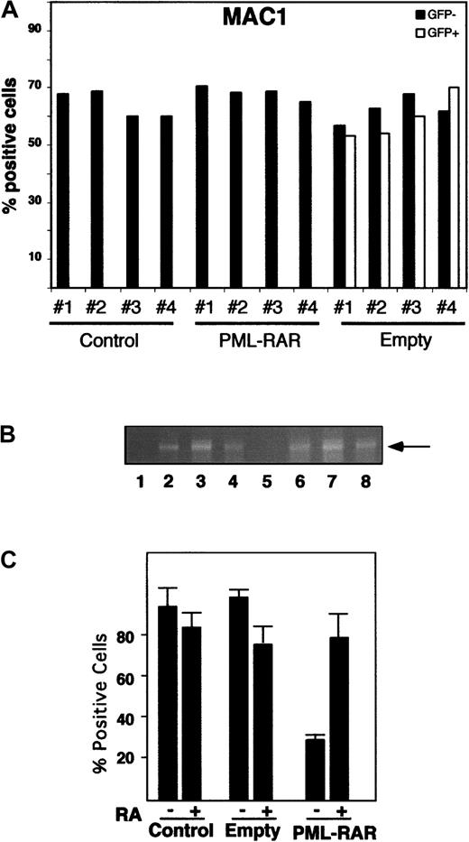 Fig. 7. PML-RAR expression induces a preleukemic state. / (A) Differentiation marker analysis of bone marrow cells from recipient mice reconstituted with uninfected (Control), GFP-only (PINCO), and PML-RAR–expressing lin− cells (PML-RAR). Four mice per group were analyzed 90 days after reconstitution. In the case of PINCO, the data are presented for both GFP+ and GFP−cells. Peripheral blood and spleen cell analysis gave comparable results (data not shown). In addition to MAC1, we analyzed the following markers: GR1, CD34, SCA1, TER119, and CD3 with comparable results (data not shown). (B) Lin− cells were prepared from recipient mice reconstituted with PML-RAR–expressing cells, 90 days after lethal irradiation. For DNA-PCR analysis, primers specific for human PML-RAR cDNA were used to amplify DNA extracted from colonies derived from methylcellulose plating. Lane 1, negative control; lane 2, positive control. Lanes 3 to 8, 6 colonies from one representative PML-RAR reconstituted mouse, used in the analysis of differentiation markers shown in panel A. (C) In vitro differentiation analysis (MAC1) of pooled colonies derived as in panel B.