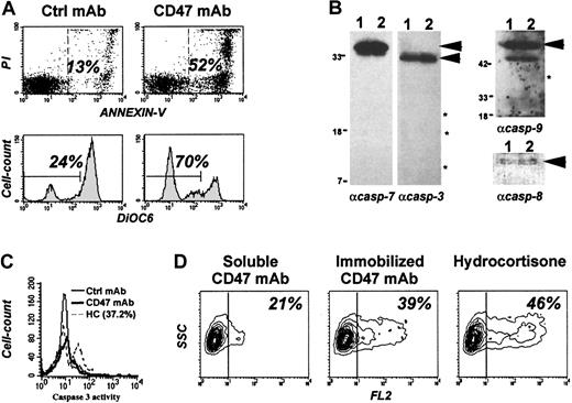Fig. 1. Immature dendritic cells efficiently phagocytosed B-CLL cells killed by CD47-induced caspase-independent pathway. / Freshly isolated B-CLL cells were cultured in the presence of soluble or immobilized CD47 mAb (10 μg/mL), control mAb (10 μg/mL), or HC (5 × 10−4 M). (A) Cells were double-stained with FITC-labeled annexin-V and PI (upper graphs) or with DiOC6(lower graphs) and analyzed by flow cytometry. Shown are percent of dead cells (annexin-V+ or DiOC6low). (B) Soluble (lane 1) or immobilized (lane 2) CD47 mAb-treated cells were lysed, and Western blot analysis was performed for detection of caspases 3, 7, 8, and 9 cleavage products (as indicated by *). Asterisks indicate “expected molecular weight” of caspase cleavage products; arrowheads, molecular weight of procaspases. (C) Caspase 3 activity was measured after 48 hours by flow cytometry using the cell permeable fluorogenic substrate DEVDase. (D) B-CLL cells were stained in red with PKH26 linker before treatment overnight with soluble or immobilized CD47 mAb or HC. Cells were then cocultured for 3 hours with iDCs at a 10:1 ratio. The mixture was analyzed by flow cytometry for red fluorescence (FL2) after gating on iDCs. Shown are percent of iDCs that have phagocytosed red dead cells. One representative experiment of 3 is shown.
