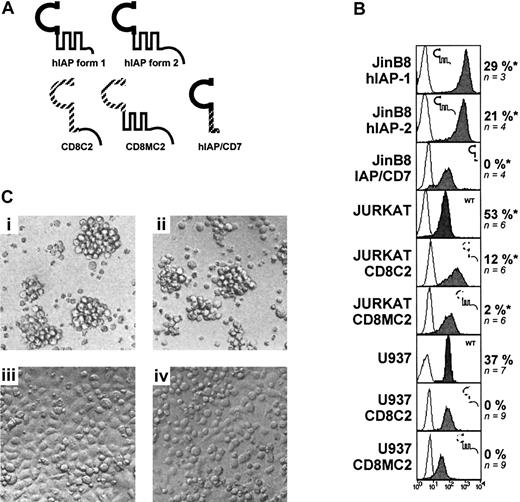 Fig. 4. Requirement for both extracellular and transmembrane domains for CD47-induced cell death. / (A) Various constructs or/and chimeras of the CD47 molecule (described in “Patients, materials, and methods”) were transfected into U937, Jurkat, or JinB8 (CD47−/−) cell lines. (B) Expression of the CD47 products (gray histograms) was determined by staining with B6H12 mAb (for hIAP form 1 and 2, IAP/CD7) or antimouse CD8α mAb (for CD8-MC2 and CD8-C2). Expression of endogenous CD47 (Jurkat and U937): cells were cultured overnight on immobilized antimouse CD8-α or CD47 mAb (10 μg/mL). *Jurkat and JinB8 transfectants were pretreated with PMA for 24 hours (2 ng/mL) before killing. CD47-induced cell death was calculated as described in “Patients, materials, and methods.” (C) Light microscopy of PMA-activated Jurkat cells transfected with CD8-C2 construct. Untreated cells (i), cells cultured for 18 hours with soluble (ii), immobilized CD47 mAb (iii) or immobilized antimouse CD8α mAb (iv).