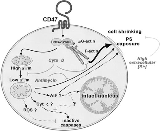 Fig. 7. Hypothetical model for CD47-induced PS exposure. / Two nonmutually exclusive pathways leading to PS exposure and initiated by a common triggering event: Cdc42/WASP signaling pathway and F-actin polymerization. Inhibition by cytochalasin D (Ctyo D). Pathway no. 1 (thin arrow): loss in ΔΨm followed by PS externalization. Antimycin A inhibits PS but not ΔΨm loss. Pathway no. 2 (thick arrow): bypass of mitochondria and direct induction of PS externalization. Elevated extracellular K+ slows down PS exposure. Absence of caspase activation and nuclear degradation in CD47-induced cell death. Dotted arrows indicate hypothetical inhibitory pathways. ROS indicates reactive oxygen species; AIF, apoptosis-inducing factor; Cyt c, cytochrome c.
