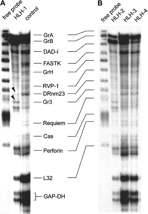 Fig. 3. RNase protection assay of transcripts in IL-2–activated and –propagated lymphocytes derived from patients with type 3 deficiency in cellular cytotoxicity. / RNA isolates of IL-2–propagated lymphocytes (LAK + 7 day IL-2 culture) from 4 patients with type 3 cytotoxic deficiency (HLH-1, HLH-2, HLH-3, HLH-4) were subjected to the RiboQuant RNase protection assay. Probes for defined transcripts are given in panels A and B (first lane). Horizontal lines link shifted mRNA bands (A) and the free probe (first lane, B). Control transcripts (L32 and GAPDH) are positive in healthy controls and in type 3–deficient patients. Arrowheads mark minor differences in the relative density of the granzyme 3–specific bands in HLH-1 and HLH-2.