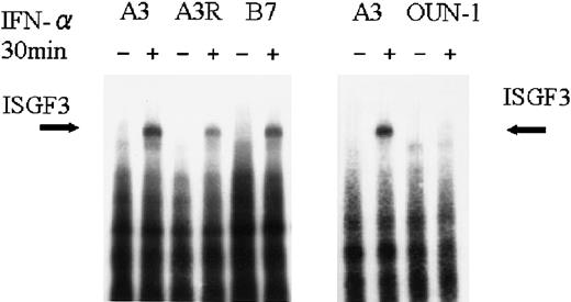 Fig. 2. Activation of ISGF3 by IFN-α in CML cell lines. / Nuclear extracts were isolated by cells treated with IFN-α for 15 minutes, and EMSA analysis was performed using an ISRE probe.