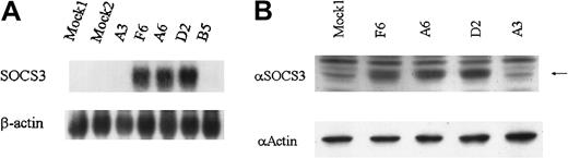 Fig. 5. Expression of SOCS3 mRNA and protein in SOCS3 transformants of KT-1/A3. / (A) Total RNA was prepared from SOCS3 transformant clones, parental KT-1/A3, and mock clone and analyzed by Northern blotting for expression of SOCS3 mRNA. (B) Cell extracts were prepared and immunoblotted with anti-SOCS3 and antiactin antibody. Arrow indicates 27-kDa SOCS3 protein.