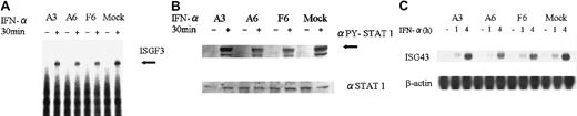 Fig. 7. Effect of constitutive expression of SOCS3 on ISGF3 activation, STAT1 phosphorylation, and ISG43 mRNA expression by IFN-α. / SOCS3 transformants and parental KT-1/A3 cells and mock cells were incubated without (−) or with (+) 1000 U IFN-α for 30 minutes at 37°C. (A) Nuclear extracts were isolated and EMSA analysis was performed with an ISRE probe. Arrow indicates ISGF3 complex. (B) Cell extracts were prepared and immunoblotting with antiphospho-STAT1 (αPY-STAT1) or anti-STAT1 (αSTAT1) antibody was performed. Arrow indicates tyrosine phosphorylated STAT1. (C) Cells were incubated without or with 1000 U IFN-α for 1 or 4 hours. Total RNA was isolated and the expression of ISG43 was analyzed by Northern blotting.