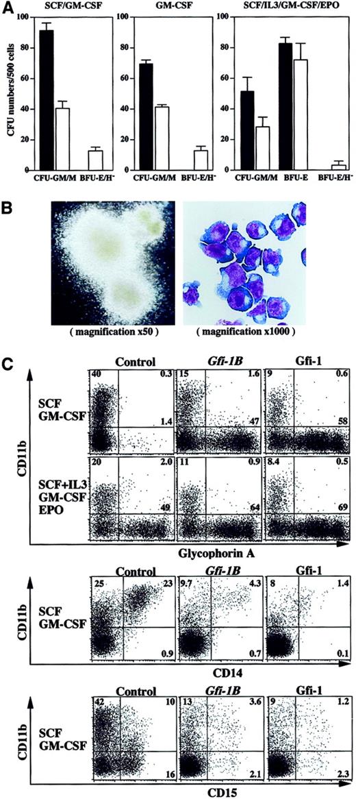 Fig. 2. Enforced expression ofGfi-1B supports EPO-independent erythropoiesis. / (A) Growth and differentiation of Gfi-1B–transduced CD34+ cells in vitro. CD34+ cells were transduced with either empty vector (black bars) or Gfi-1B(white bars). After transduction, cells positive for both EGFP and CD34 were selected and cultured in methylcellulose medium supplemented with indicated cytokines. Cell growth and differentiation was evaluated by counting colony-forming units (CFUs) on day 14. BFU-E/H– indicates poorly hemoglobinized erythroid burst-forming unit. Results are shown as mean ± SD of 3 representative experiments. (B) Morphology of erythroblast colonies formed from Gfi-1B–transduced CD34+ cells in the absence of EPO. A typical erythroblast colony observed under a phase-contrast microscope (left panel). The colony was recovered, cytospun onto a slide glass, then subjected to May-Grüenwald-Giemsa staining (right panel). (C) Flow cytometric profiles of transduced cells cultured in liquid culture in the presence of indicated cytokines for 10 days. Control represents cells transduced with empty vector. Results are representative of 5 experiments.