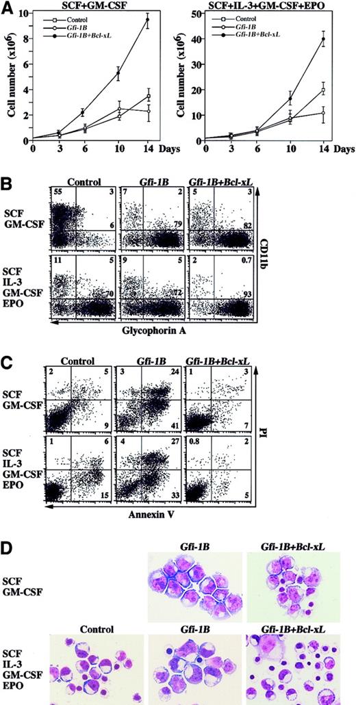 Fig. 3. Gfi-1B promotes proliferation of erythroblasts. / (A) Cell growth of transduced cells in liquid culture supplemented with cytokines as indicated. CD34+ cells were transduced with either empty vector (control) or Gfi-1B, or cotransduced with Gfi-1B and Bcl-xL. Results are shown as mean ± SD of triplicate cultures. (B) Flow cytometric profiles of transduced cells cultured for 10 days in the presence of indicated cytokines. Results are representative of 3 experiments. (C) Massive apoptosis of Gfi-1B–expressing erythroblasts. Apoptosis was detected by staining cells with PI and anti–Annexin V on day 10 of culture. Results are representative of 3 experiments. (D) Morphology of Gfi-1B–expressing erythroblasts. CD34+ cells transduced with Gfi-1B or cotransduced with Gfi-1B and Bcl-xL were cultured in the presence of the indicated cytokines. On day 10 of culture, glycophorin A+ erythroblasts were purified by cell sorting and subjected to morphologic analysis by May-Grüenwald-Giemsa staining. Original magnification × 1000.