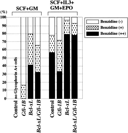 Fig. 4. Gfi-1B does not affect erythroid differentiation. / CD34+ cells were transduced with empty vector (control),Gfi-1B or Bcl-xL, or cotransduced withGfi-1B and Bcl-xL. Cells were cultured in the presence of indicated cytokines. With exogenous Bcl-xL, a small but significant number of erythroblasts developed even in the absence of EPO (data not shown). On day 10 of culture, glycophorin A+ erythroblasts were purified by cell sorting, and differentiation was evaluated by benzidine staining.